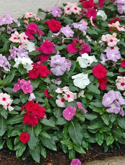 Vinca Dwarf Deep Rose Seeds – Heat Tolerant Summer Flower