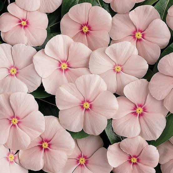 Vinca Dwarf Soft Pink Seeds – Heat Resistant Summer Flower