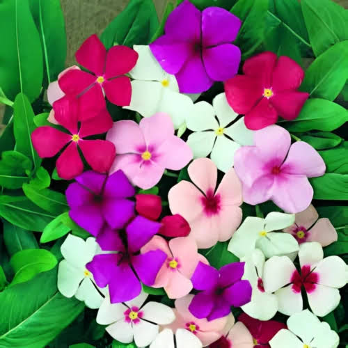 Vinca Tall Mix Seeds – Heat Tolerant Mixed Color Summer Flowers