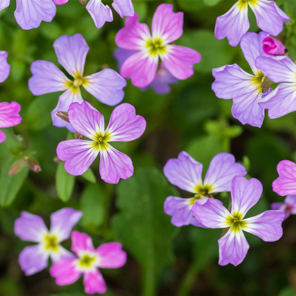 Virginian Stock Seeds – Colorful Summer Bedding Flower