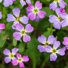 Virginian Stock Seeds – Colorful Summer Bedding Flower