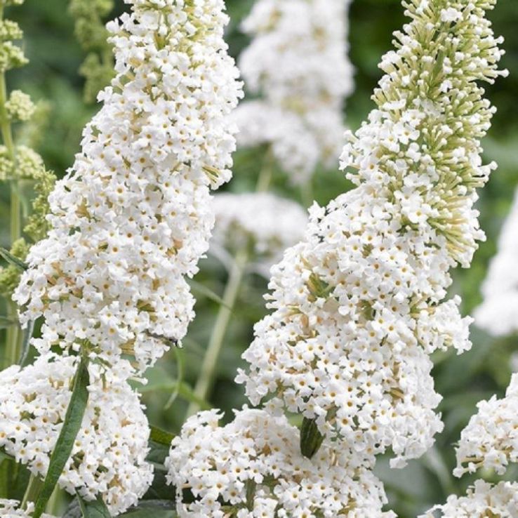 White Butterfly Bush  Fragrant Blooms that Attract Butterflies & Bees