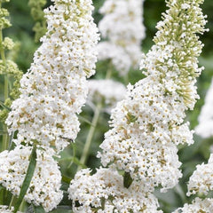 White Butterfly Bush  Fragrant Blooms that Attract Butterflies & Bees