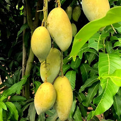 White Chonsa Mango Plant  1.5 Years Old