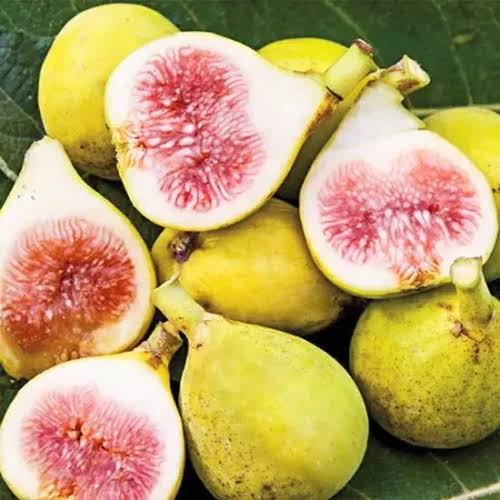 White Fig (Anjeer) Plant 2 Years Old Grafted  Early Fruiting Variety Pakistan
