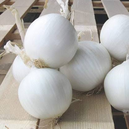 Hybrid White Onion Seeds  Strong Growth & High Yield
