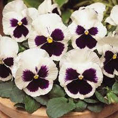 Pansy F1 White Blotch  Premium Hybrid Winter Flower Seeds