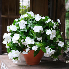 Vinca Dwarf Pure White Seeds – Heat Tolerant Summer Flower
