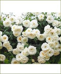 White Rose Vine  Fragrant Climbing Rose Plant for Gardens