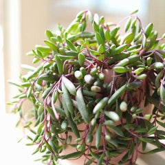 Ruby Necklace Succulent – Othonna capensis Trailing Plant