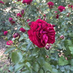 Close-up of a vibrant red rose with green leaves and buds in the background.