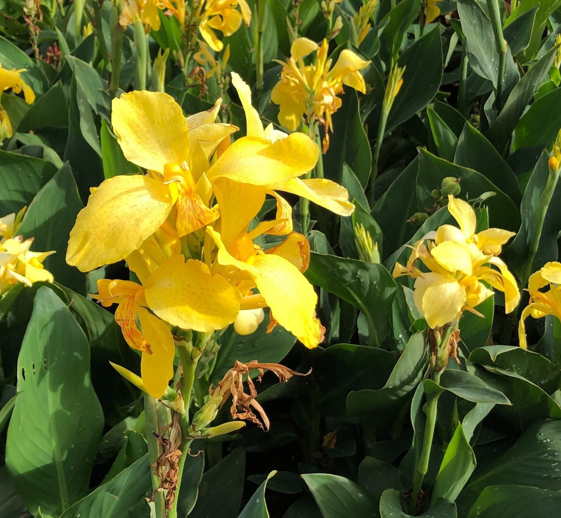 Yellow Canna/Cana Lily  Tropical Brightness for Your Garden
