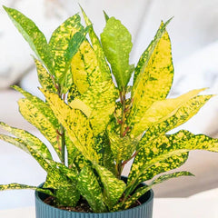 Lemon / Yellow Croton  Bright Decorative Foliage Plant for Home & Garden