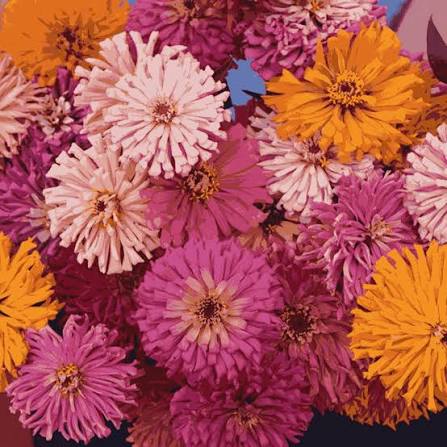 Zinnia Cactus Mix Seeds – Spiky Double Bloom Summer Flower