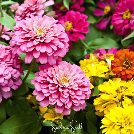 Zinnia Dahlia Mix Seeds – Large Double Bloom Summer Flower