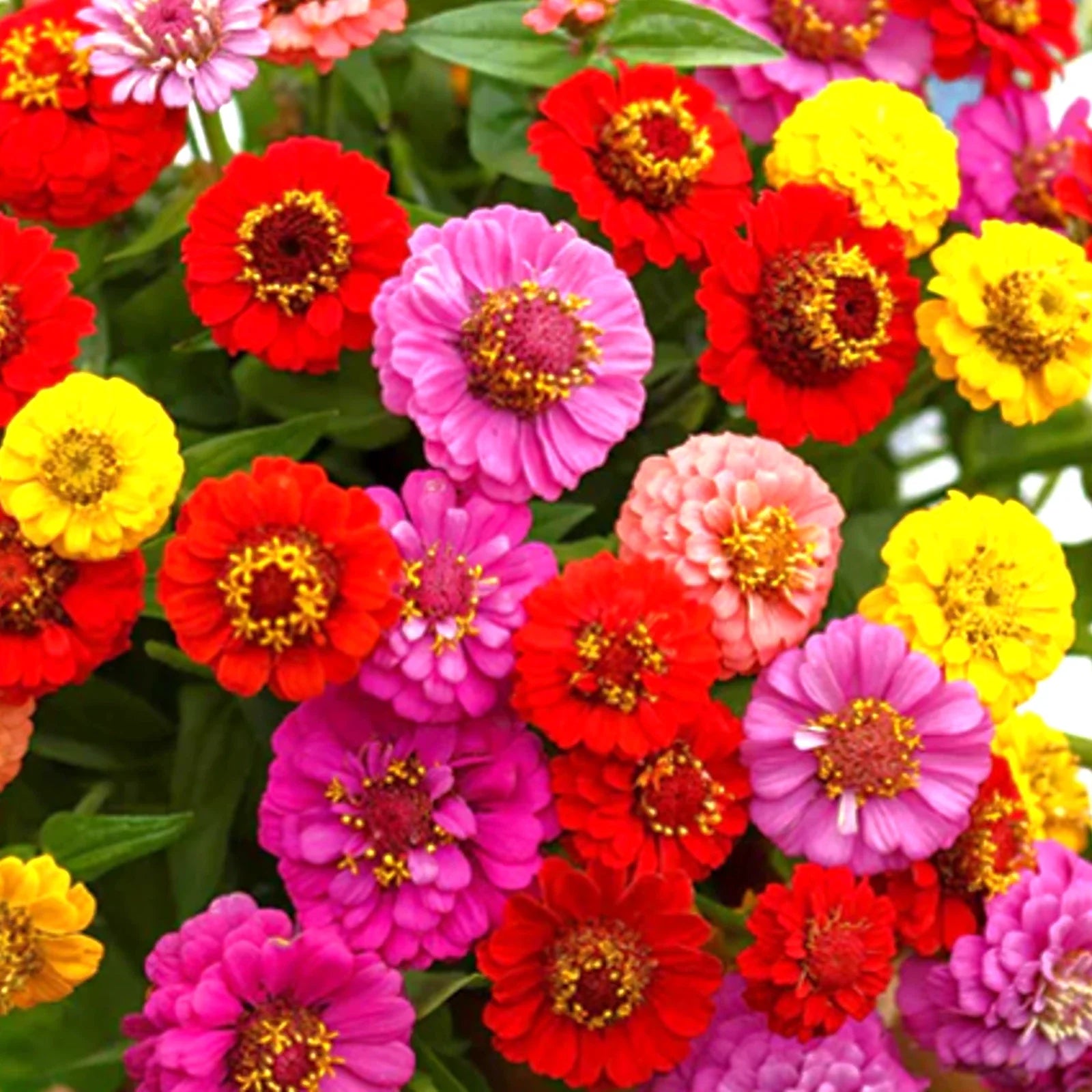 Zinnia Lilliput Mix Seeds – Colorful Dwarf Summer Flowers
