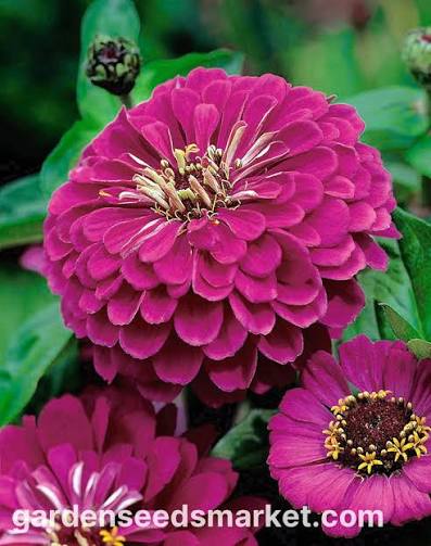 Zinnia Liliput Purple Seeds – Compact Summer Flower