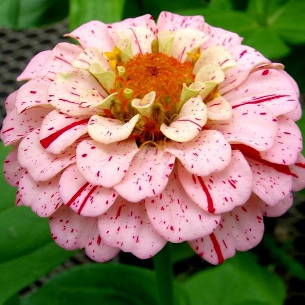Zinnia Candy Stripes Seeds – Striped Summer Flower