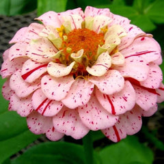 Zinnia Candy Stripes Seeds – Striped Summer Flower