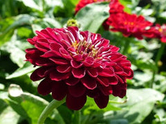 Zinnia Super Yoga Seeds – Large Bloom Summer Flower