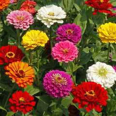 Zinnia California Giants Seeds – Extra Large Summer Blooms