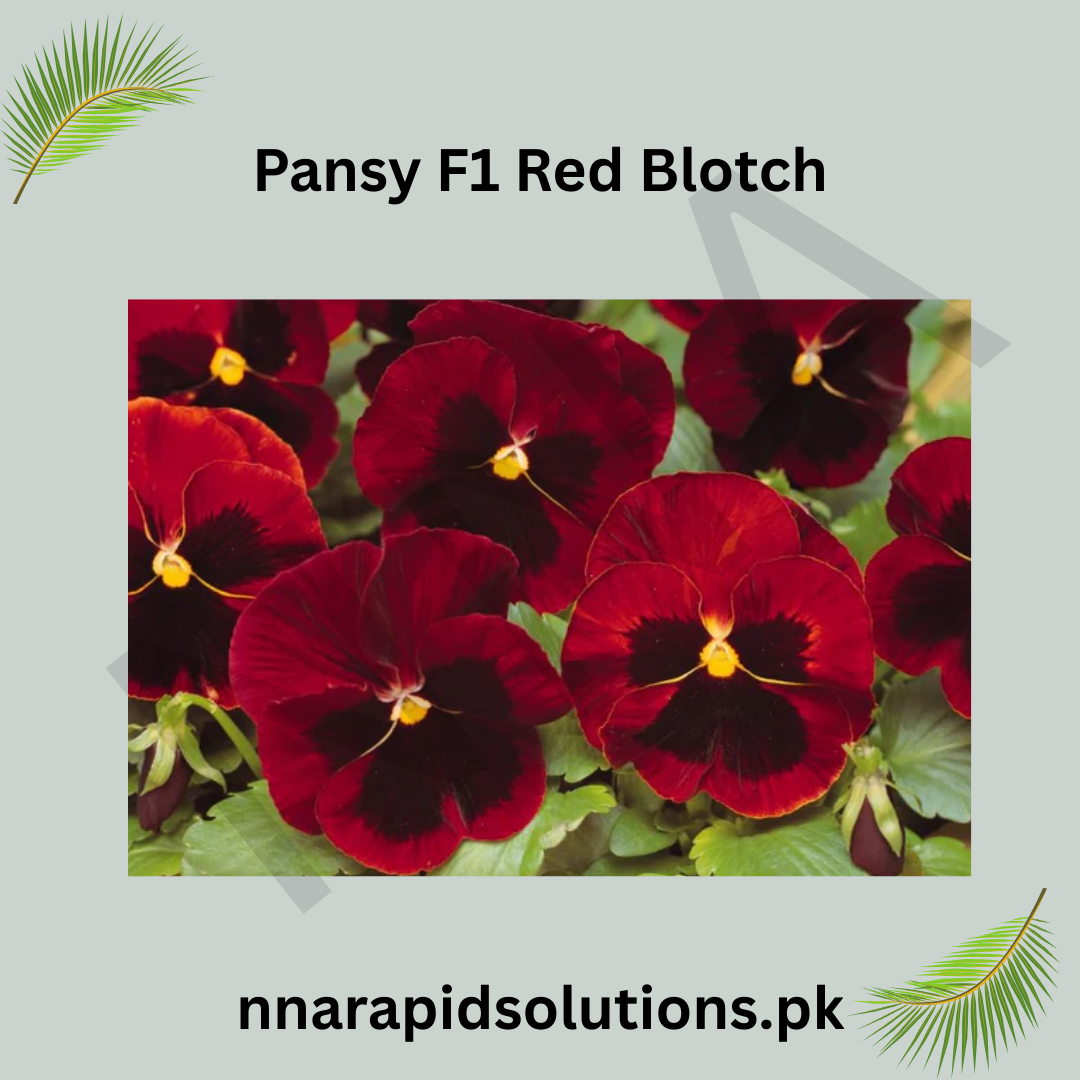 Pansy/Pensy F1 Red Blotch  Premium Hybrid Flower Seeds