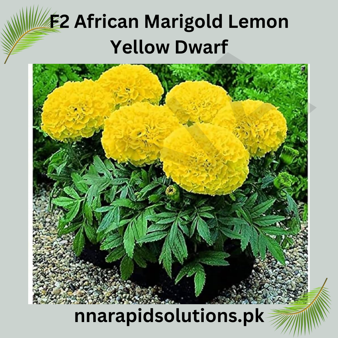 F1 African Marigold Lemon Yellow Dwarf Seeds in Pakistan  Compact Winter Flowering Variety
