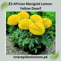 F1 African Marigold Lemon Yellow Dwarf Seeds in Pakistan  Compact Winter Flowering Variety