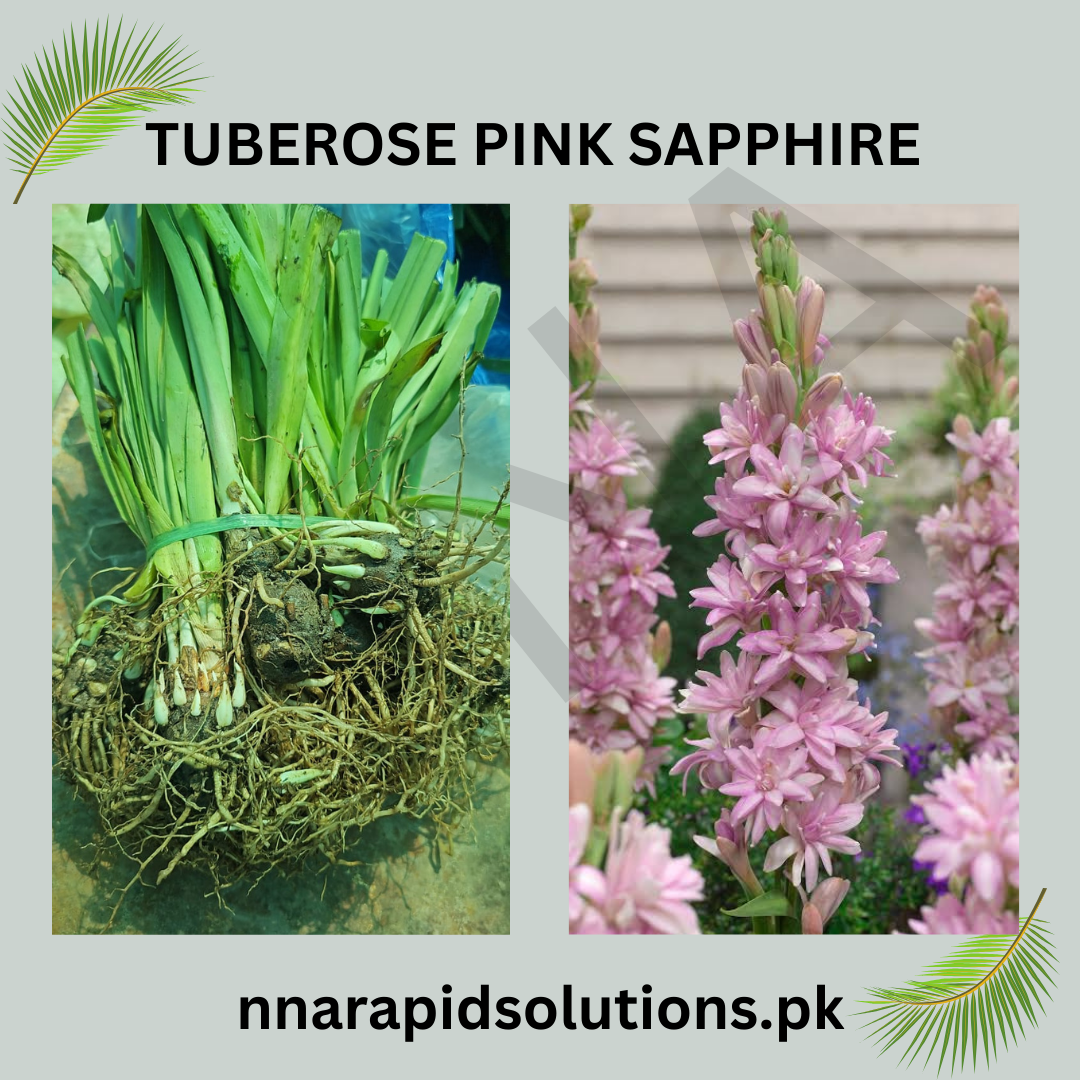 Tuberose Pink Sapphire  Exotic Pink Blooms with Fragrance