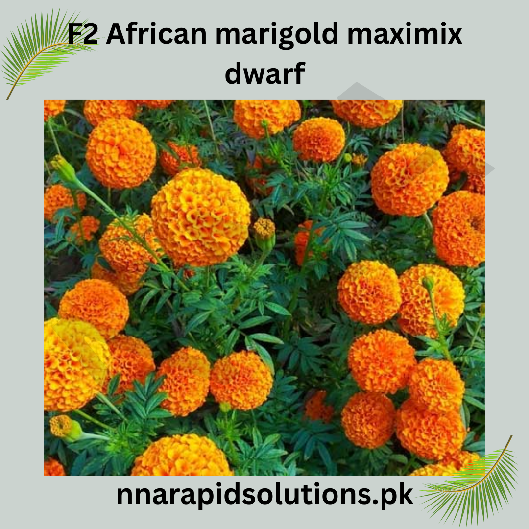 F1 African Marigold Maximix Dwarf Seeds in Pakistan  Compact Mixed Color Marigold Variety