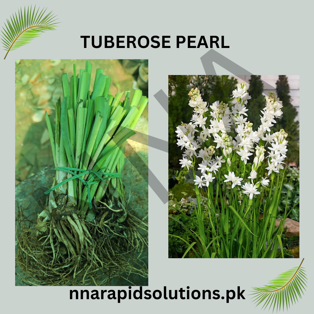 Tuberose White Pearl  Double Fragrance Blooms