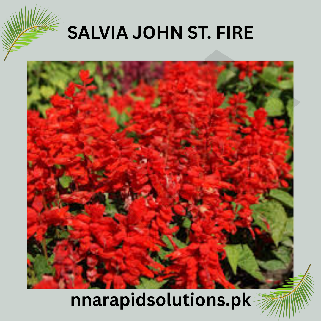 Salvia John St. Fire Seeds in Pakistan  Bright Red Seasonal Flowering Plants