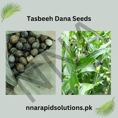 Tasbeeh Dana Seeds  10 Seeds Pack