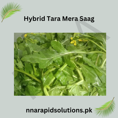 Hybrid Tara Mira (  ) Seeds