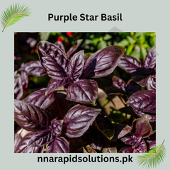 Purple Sweet Basil Hybrid Seeds in Pakistan  Decorative & Culinary Herb Seeds