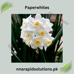 Paperwhite Bulbs  Fragrant Winter Bloomers