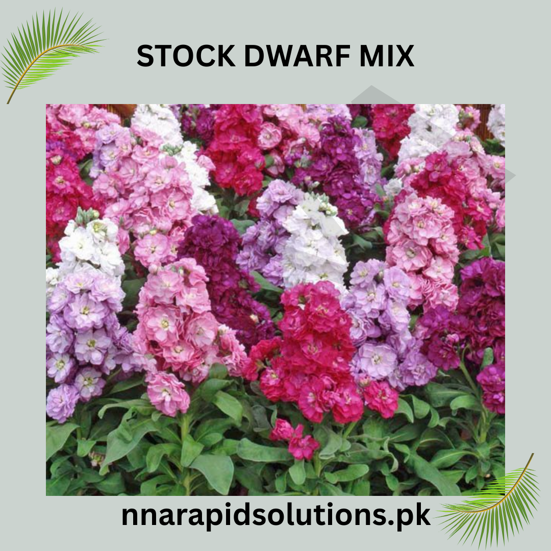 Stock Dwarf Mix Seeds in Pakistan  Fragrant Seasonal Flowering Plants