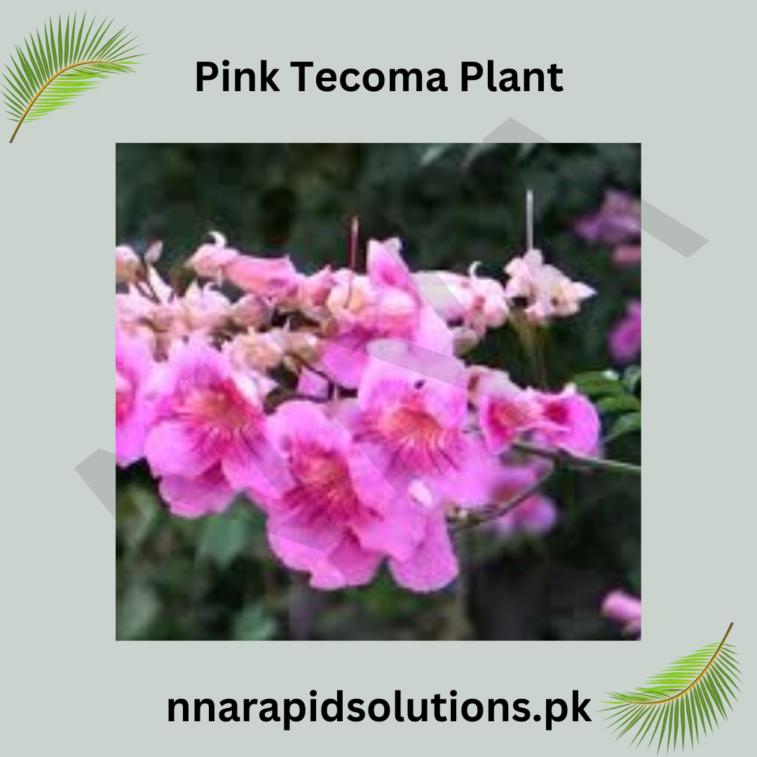 Pink Tecoma Plant  Beautiful Trumpet-Shaped Blooms