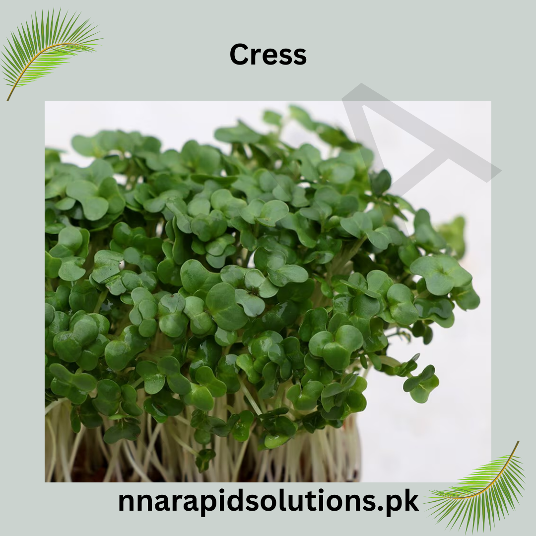 Cress Hybrid Seeds in Pakistan  Fast-Growing Herb Seeds for Kitchen Gardens