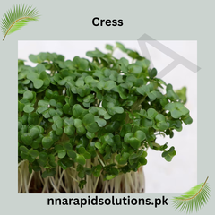 Cress Hybrid Seeds in Pakistan  Fast-Growing Herb Seeds for Kitchen Gardens