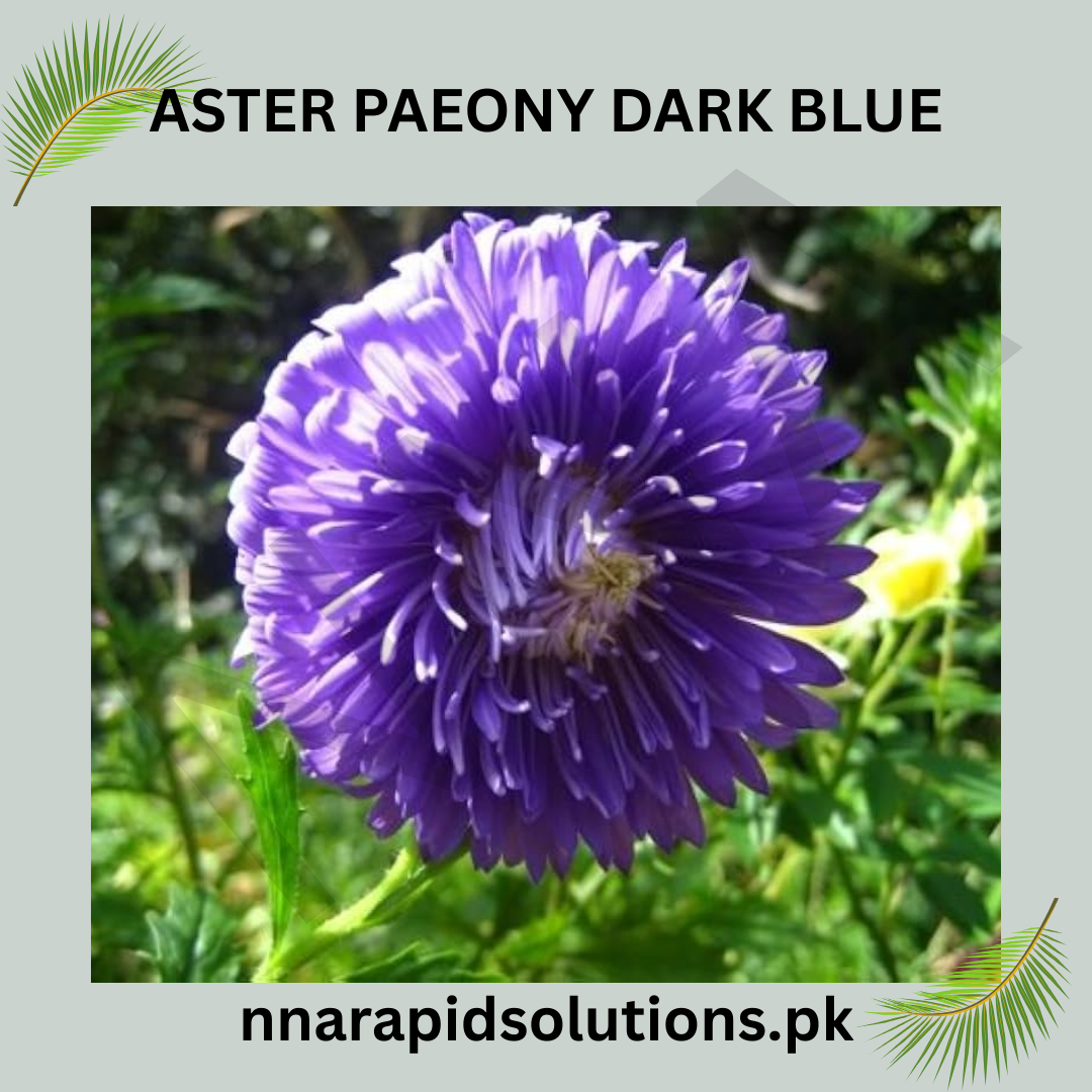 Aster Paeony Dark Blue Seeds in Pakistan  Large Seasonal Blooming Flowers