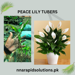 Peace Lily Tubers  Elegant Indoor & Outdoor Blooms