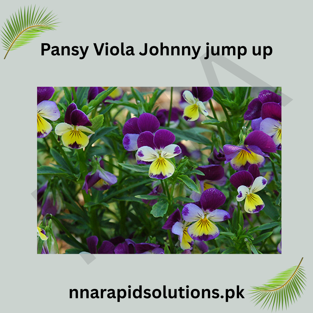 Pansy/ Pensy Viola Johnny Jump Up  Charming Tricolor Flower Seeds