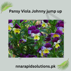 Pansy/ Pensy Viola Johnny Jump Up  Charming Tricolor Flower Seeds