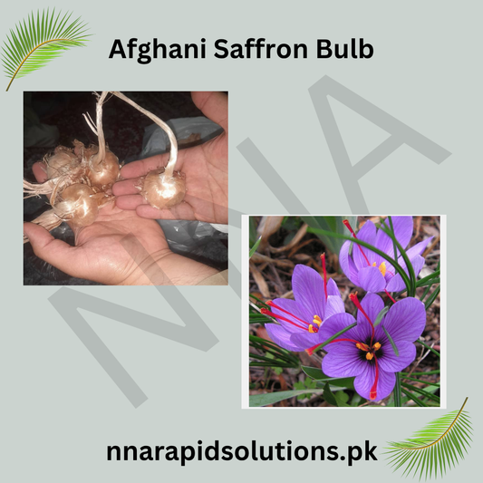 Afghani Saffron 50 Bulbs  Premium Spice & Beautiful Blooms