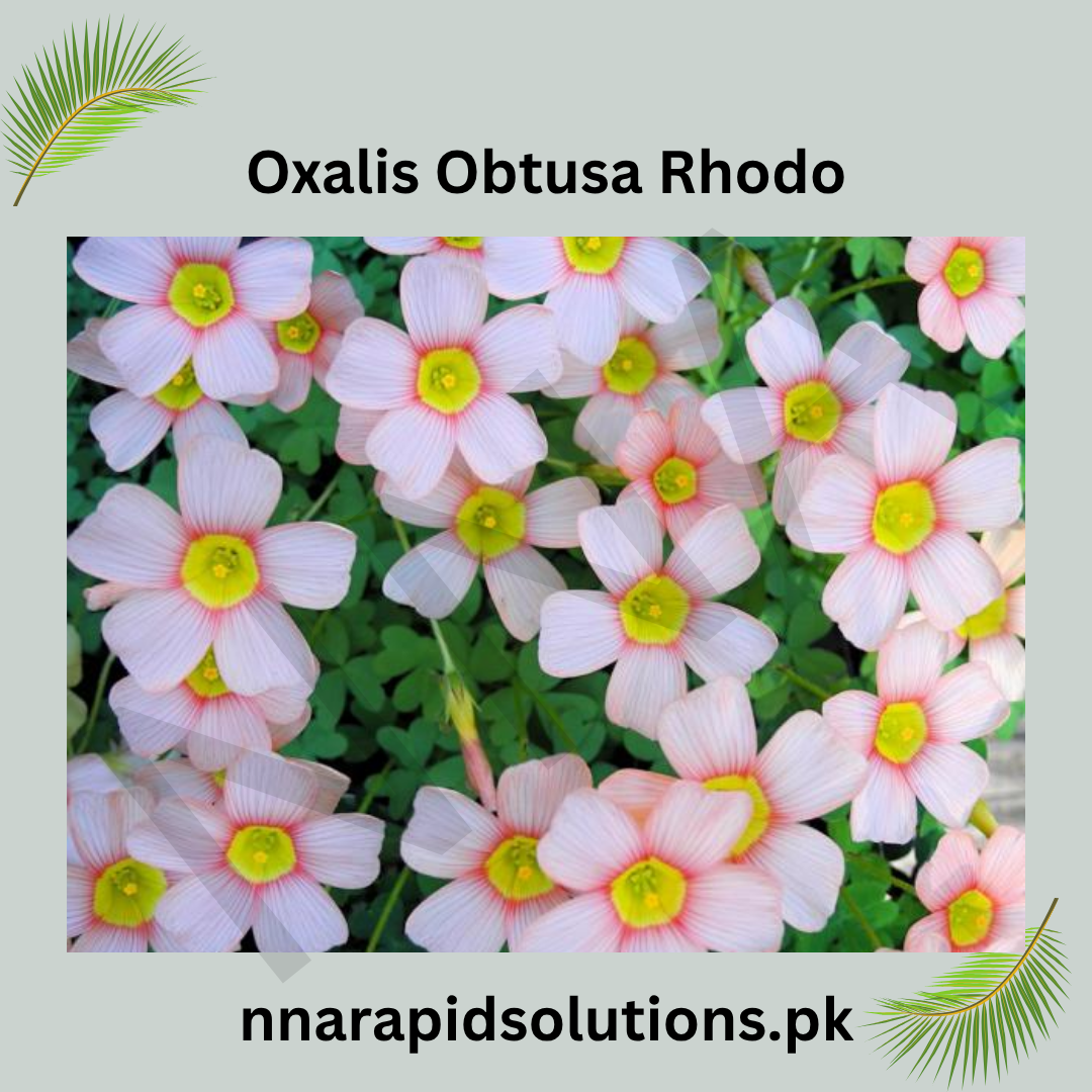 Oxalis Obtusa Rhodo Bulb  Compact Blooms with Brilliant Pink Shades