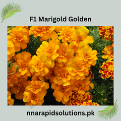 1 Marigold Golden Plant  Bright & Long-Lasting Summer Blooms