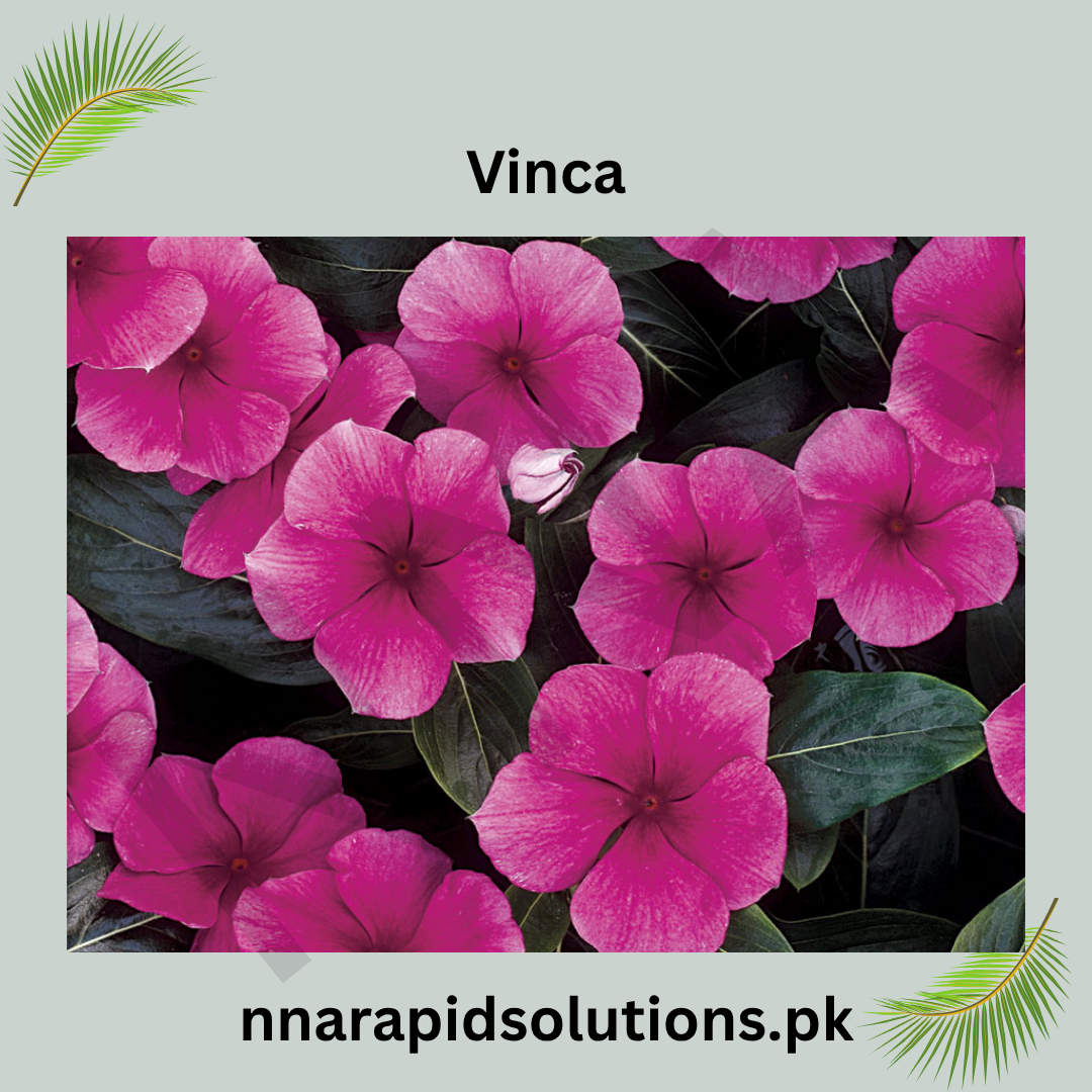 Vinca Jari Plant  Ever-Blooming Flowering Plant for Home Gardens