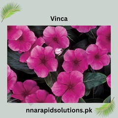 Vinca Jari Plant  Ever-Blooming Flowering Plant for Home Gardens