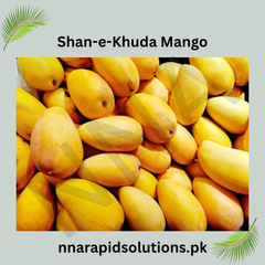 Shan-e-Khuda Mango Plant  1.5 Years Old